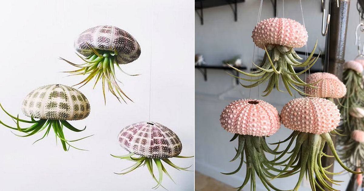 The Best Jellyfish Air Plant Care Guide On The Internet