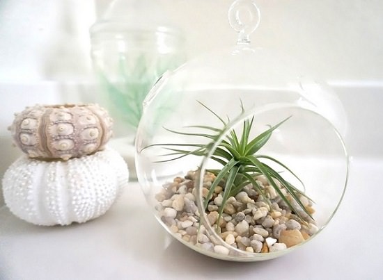 Benefits of Air Plants 11