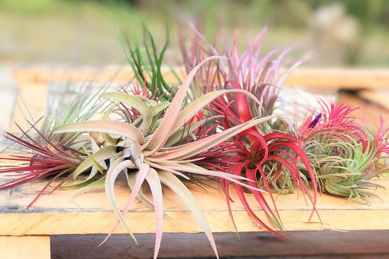 Benefits of Air Plants 1
