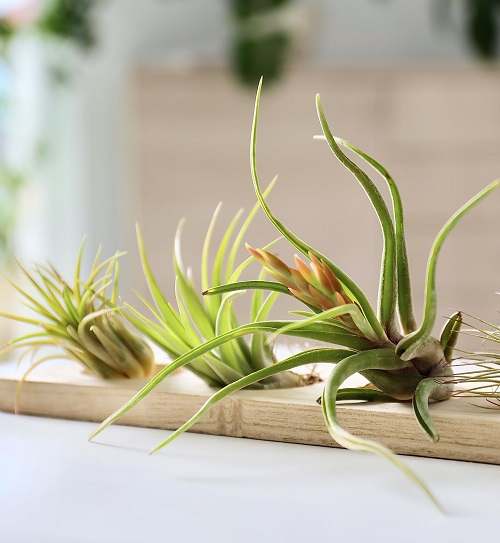 Everything About Air Plant Diseases 1