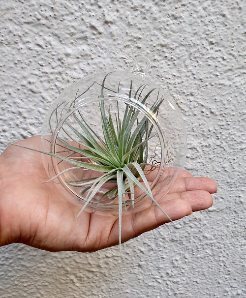 Everything About Air Plant Diseases 2