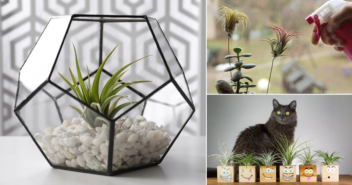 11 Amazing Benefits of Air Plants - Air Plants Web