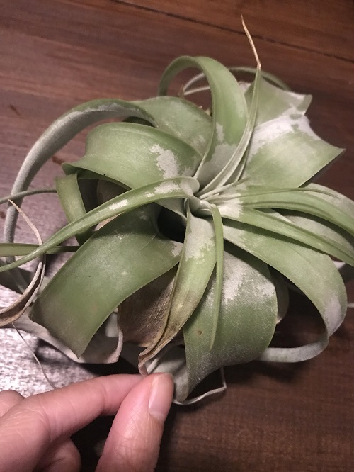 Everything About Air Plant Diseases 5