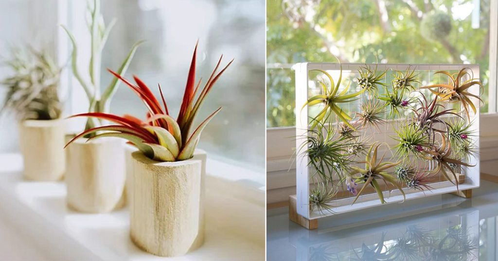 hanging air plant holders SALE
