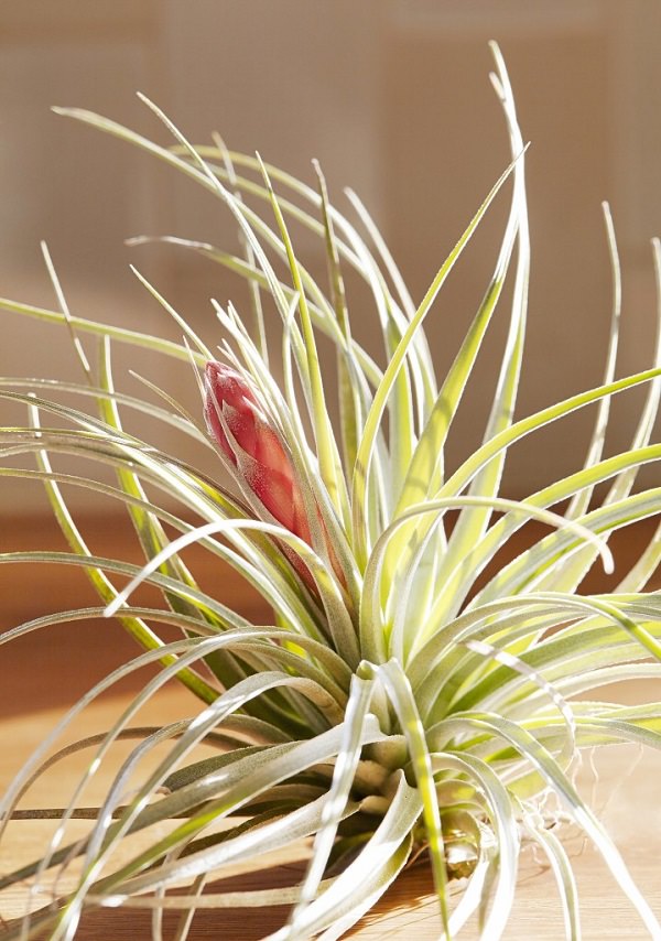 Benefits of the light to air plants