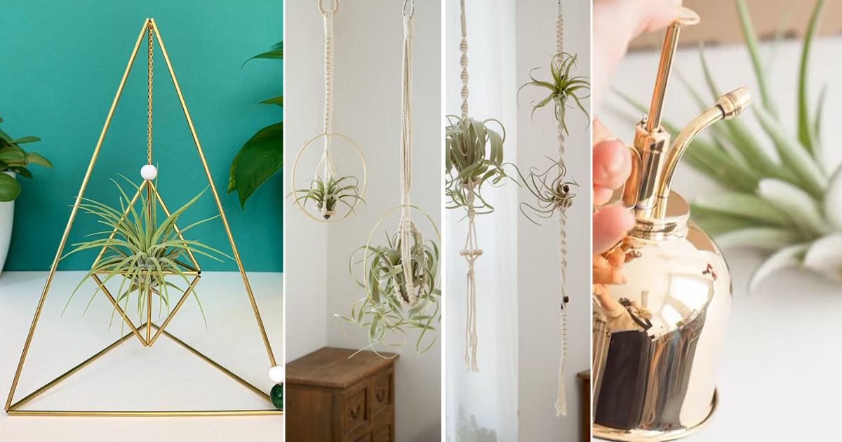 How Long Do Air Plants Live Air Plants Web