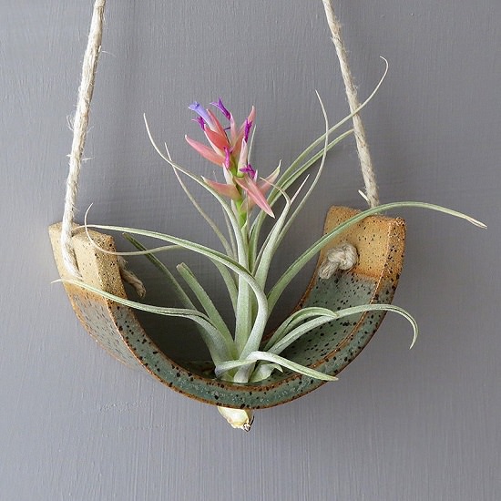 How Long Do Air Plants Live Air Plants Web