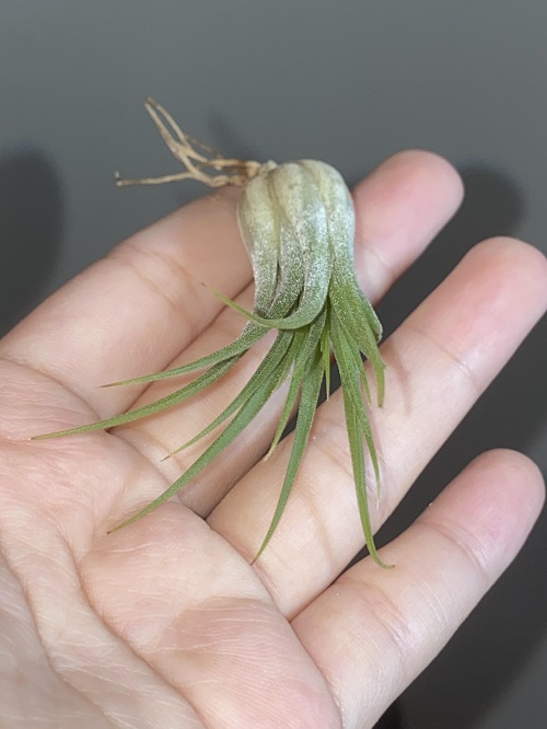 Everything About Air Plant Diseases 3
