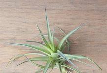 What Does a Healthy Air Plant Look Like