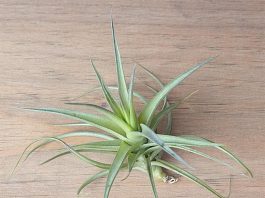 What Does a Healthy Air Plant Look Like