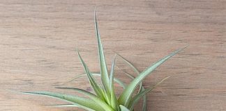 What Does a Healthy Air Plant Look Like