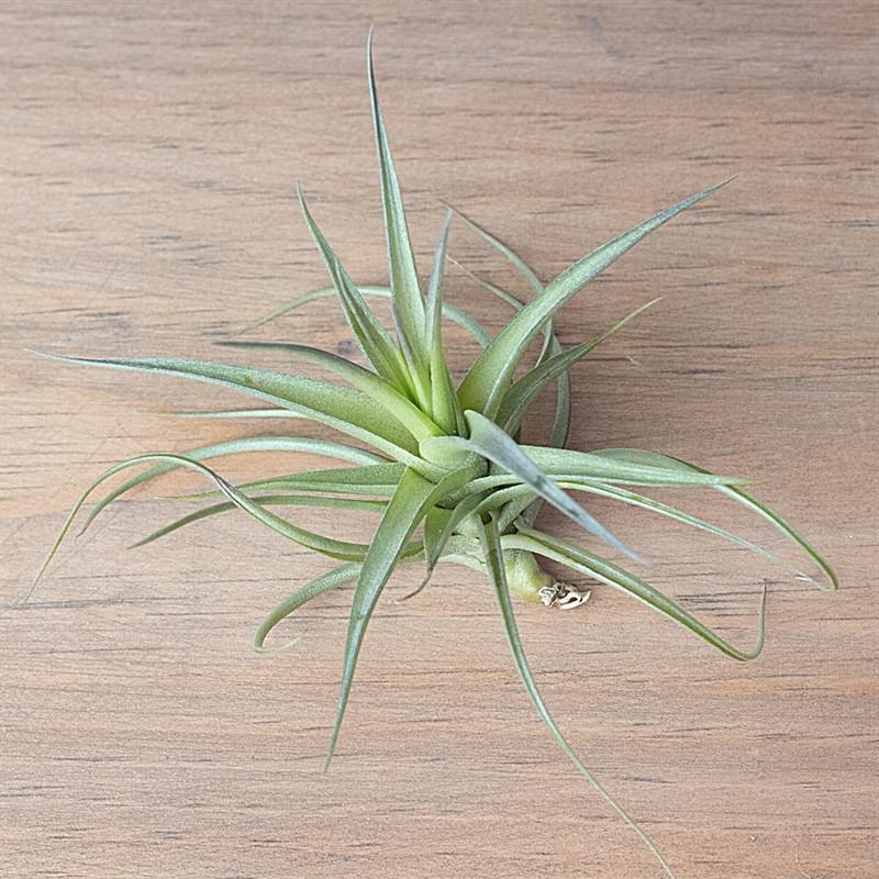 What Does a Healthy Air Plant Look Like