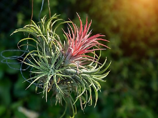 Where Do Air Plants Come From 2