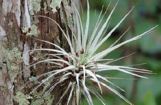 Where Do Air Plants Come From