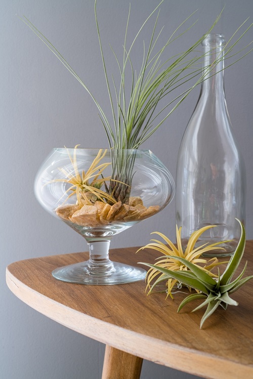 Where Do Air Plants Come From 1