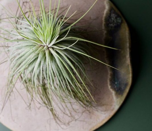Tillandsia Magnusiana Care and Growing