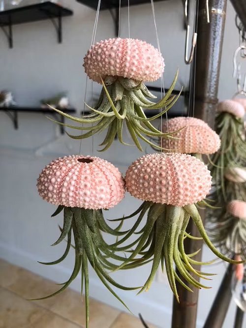 The Best Jellyfish Air Plant Care Guide on The Internet 1