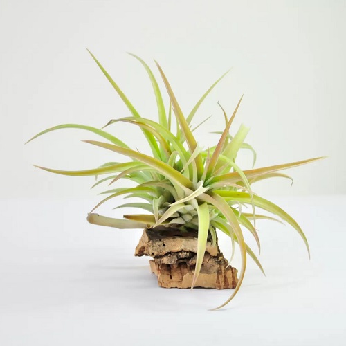 The Best Jellyfish Air Plant Care Guide on The Internet 4
