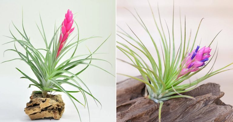 Air Plant Stricta Care