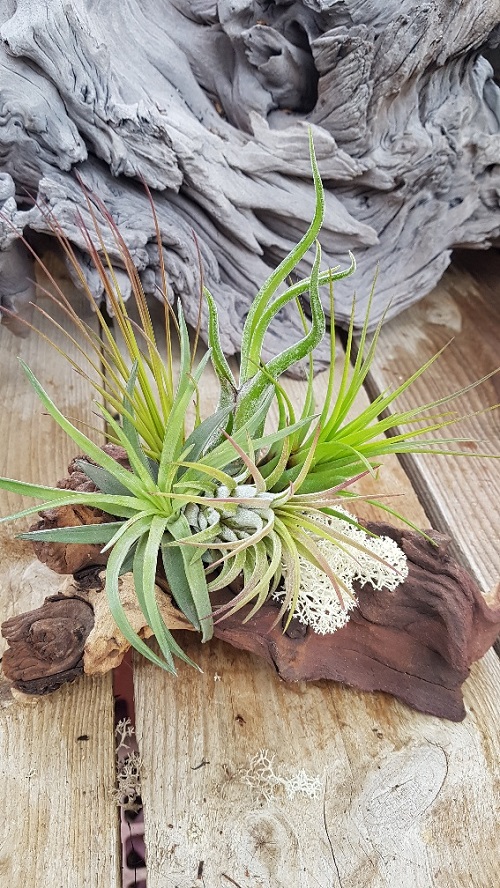 How to Attach Air Plants to Wood 3