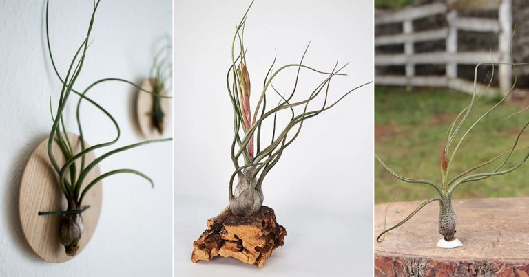 Butzii Air Plant Growing Guide