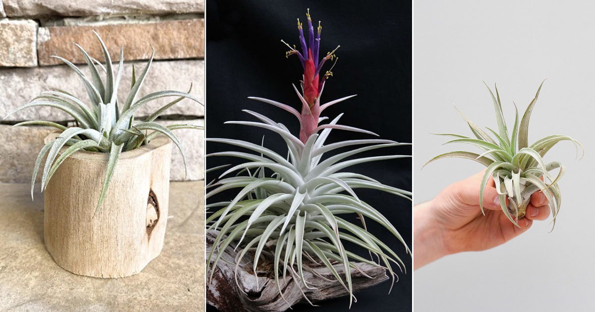 Harrisii Air Plant Care Guide Air Plants 