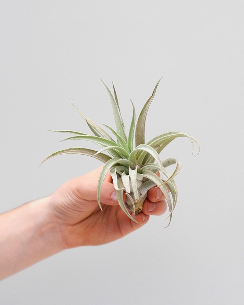 Harrisii Air Plant Care Guide 2