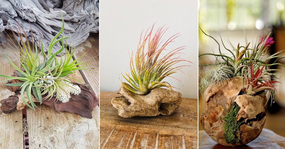 How to Attach Air Plants to Wood Air Plants Web