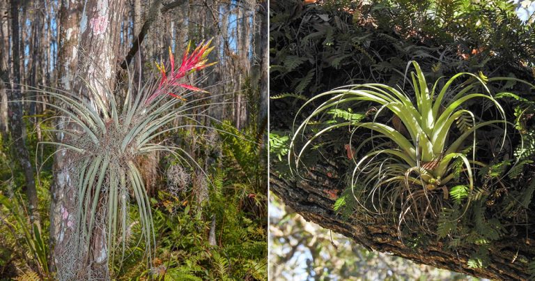 How to Remove Air Plants from Trees