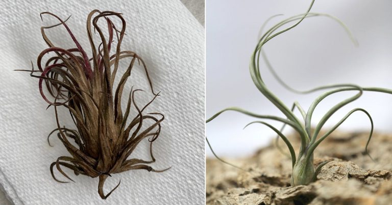 How to Tell If An Air Plant is Dead