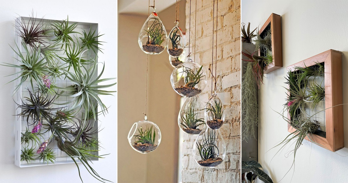 Tips for Mounting Air Plants Air Plants 