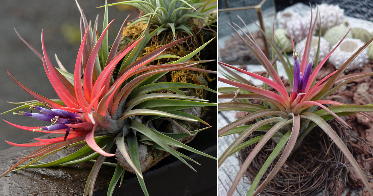 Velutina Air Plant Care - Air Plants Web