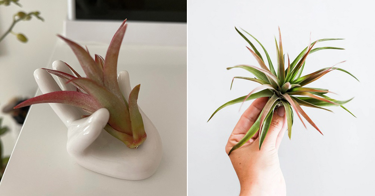 Why is My Air Plant Turning Red?