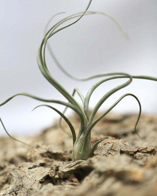 How to Tell If An Air Plant is Dead 2