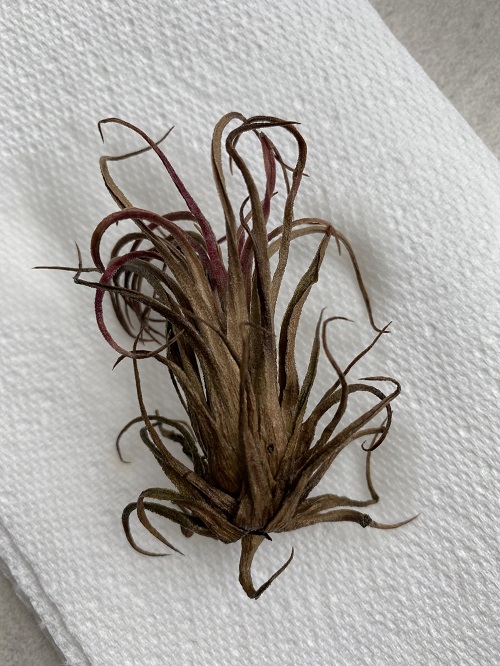How to Tell If An Air Plant is Dead 3