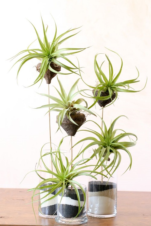 How to Tell If An Air Plant is Dead 1