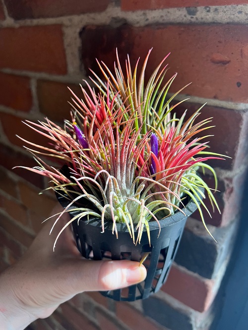 Tillandsia Ionantha